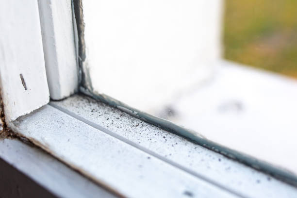 Best Attic Mold Removal  in Hueytown, AL
